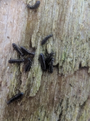 Anurophorus