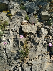 Dianthus caryophyllus