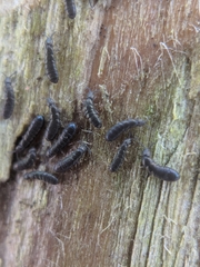 Anurophorus