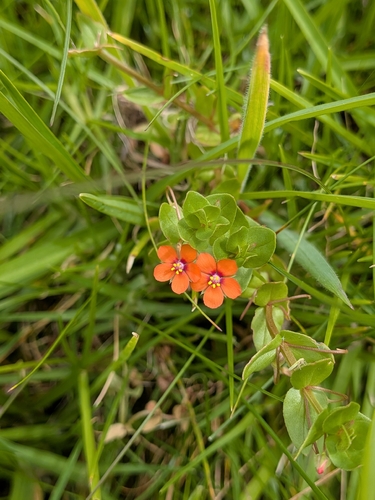 Lysimachia observed 2026-09-29