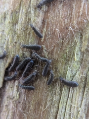 Anurophorus