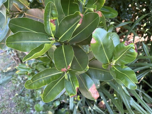 Calophyllum inophyllum observed 2026-10-10