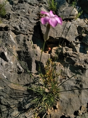 Dianthus caryophyllus