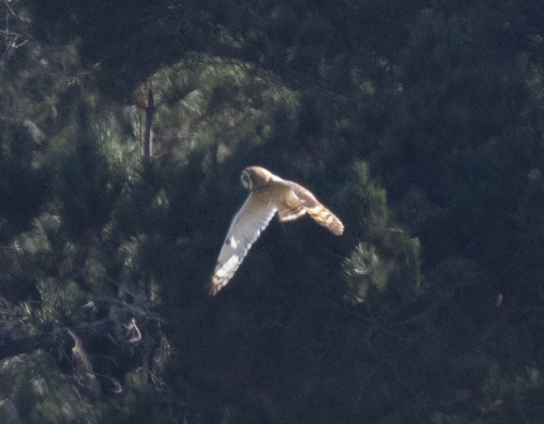 Asio flammeus observed 2026-10-02