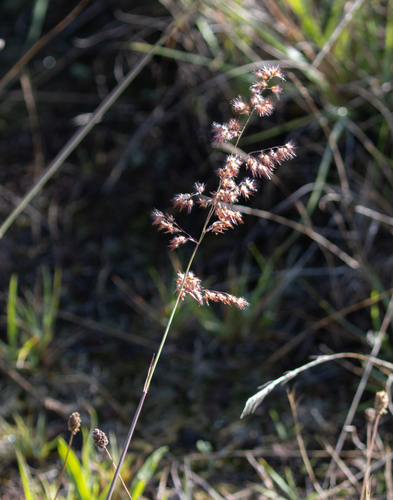 Melinis repens observed 2026-10-02