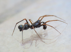 Neriene furtiva