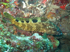 Epinephelus spilotoceps