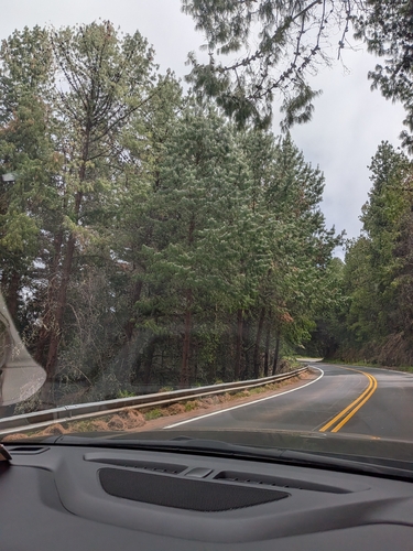 Pinus observed 2026-09-29