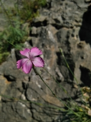 Dianthus caryophyllus