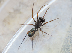 Neriene furtiva