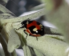 Hippodamia apicalis