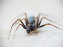 Neriene furtiva