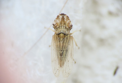 Eupelix cuspidata