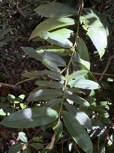 Diospyros blancoi observed 2026-10-10