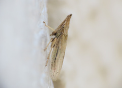 Eupelix cuspidata