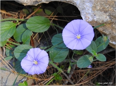 Convolvulus sabatius mauritanicus