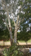 Eucalyptus
