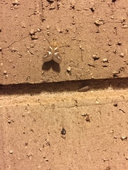 Diastictis