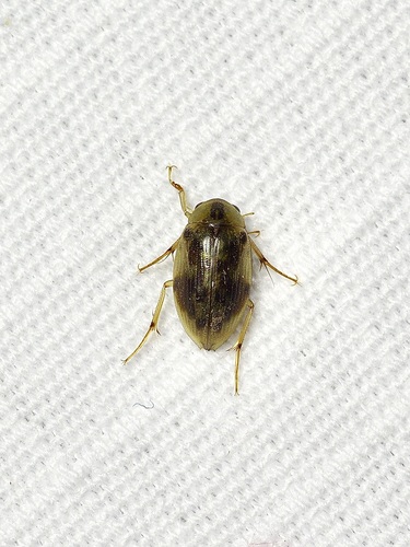 Berosus miles