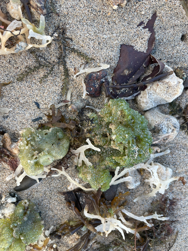 Dictyosphaeria observed 2026-10-05