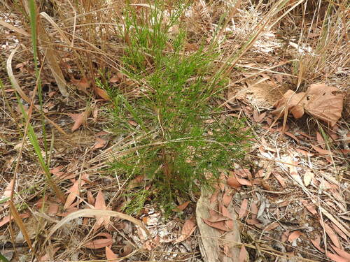 Callitris columellaris observed 2026-10-10