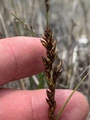 Carex diandra