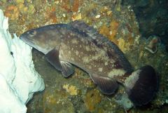 Epinephelus coeruleopunctatus