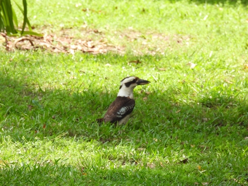 Laughing Kookaburra