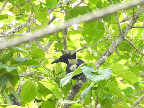 Pied Currawong