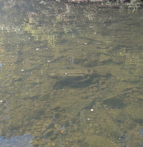 Alligator Snapping Turtle observed by jacobvincent