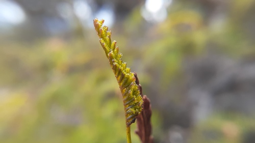 Microschizaea fistulosa observed 2026-10-10