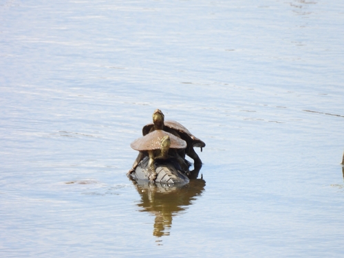Eastern Short-necked Turtle