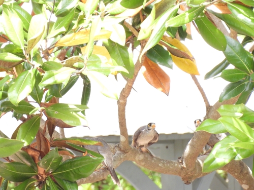 Noisy Miner