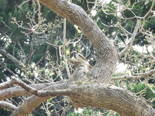 Blue-faced Honeyeater