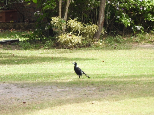 Australian Magpie