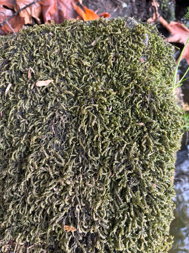 Scleropodium obtusifolium, 2026-09-11