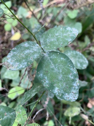 Erysiphe diffusa, 2026-10-09