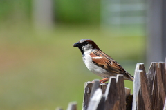 Passer domesticus