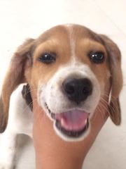 Canis familiaris