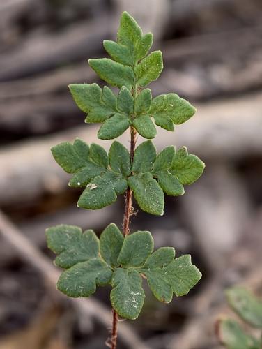 Cheilanthes distans observed 2026-10-09