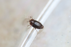 Corylophidae