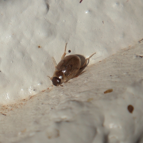 Laccobius observed 2026-10-09