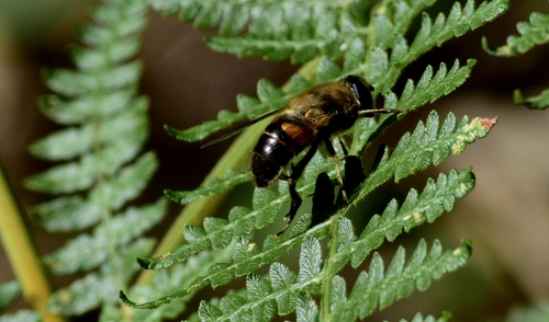 Common Drone Fly