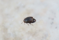 Corylophidae