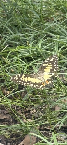 Lime Swallowtail