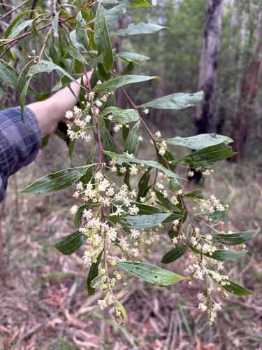 Acacia binervata, 2026-10-10