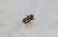 Corylophidae