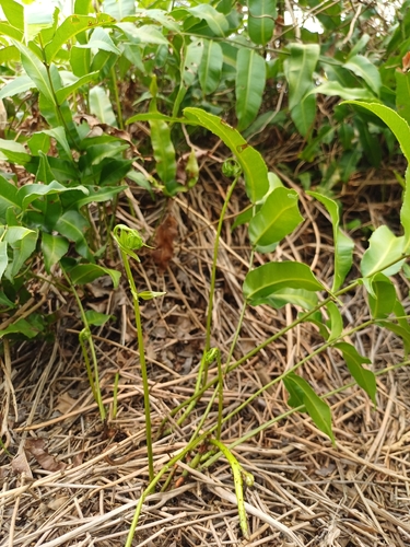Stenochlaena palustris observed 2026-10-10