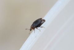 Corylophidae