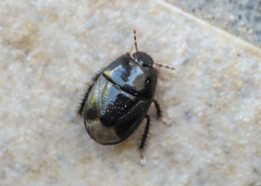 Aethus pilosus